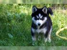 5 wunderschöne Reinrassige Sibirische Husky Welpen mit SHC/VDH Papieren Am 11.