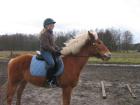 Reitbeteiligung gesucht
