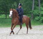 Suche Reitbeteiligung. 3