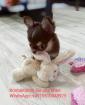 Chihuahua Welpen reinrassig liebevoll aufgezogen