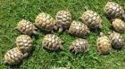Griechische Landschildkröten Nachzucht 2024 THB Ostrasse