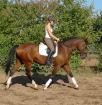 Suche Reitbeteiligung in Herford und Umgebung